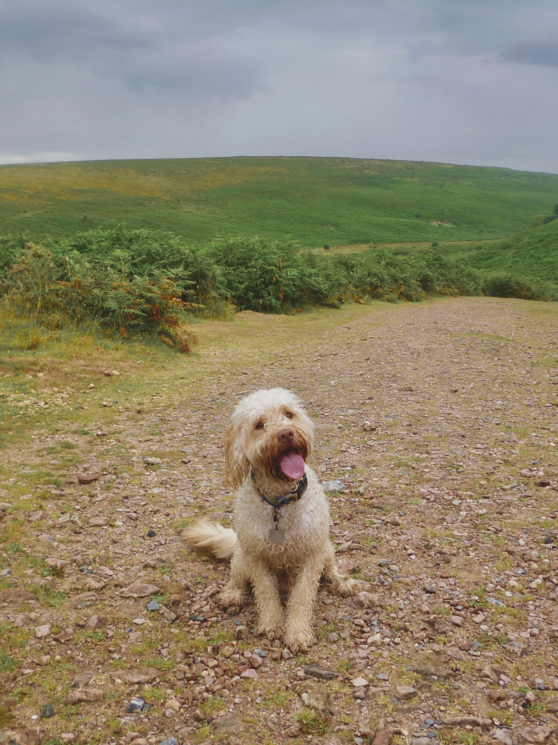 Dog sitting on a countryside walking trail