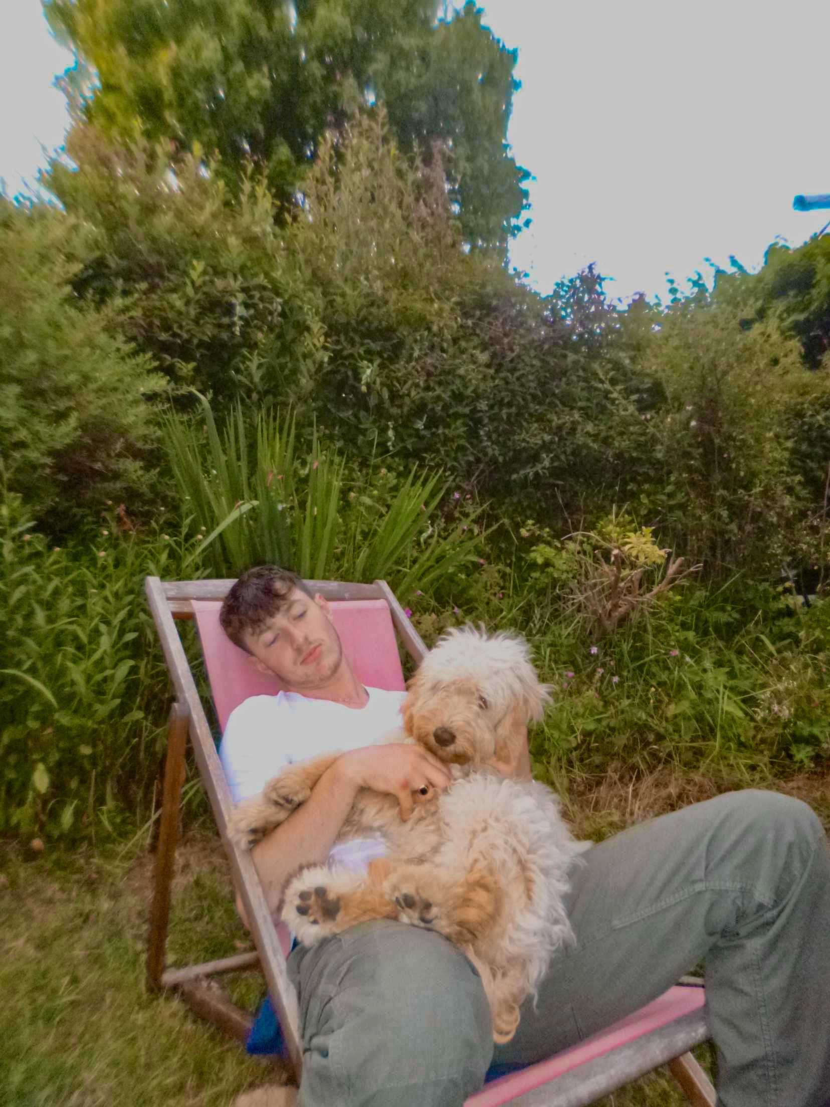 Dog relaxing in a garden with its owner